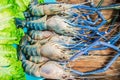 Top down fresh tiger prawns in a plate with ice on a wooden textured background shrimps or prawn raw on wooden board with vegetabl Royalty Free Stock Photo