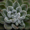 Top-down macro of a Succulent plant