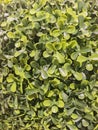 Background of Artificial Green Boxwood Leaves Texture Royalty Free Stock Photo