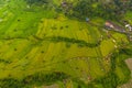 Top down overhead aerial view of lush green paddy rice field plantations with small rural farms in Bali, Indonesia