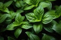 Top-down picture of Genovese basil plants. Basil (Ocimum basilicum)