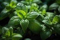 Top-down picture of Genovese basil plants. Basil (Ocimum basilicum)