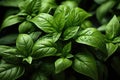 Top-down picture of Genovese basil plants. Basil (Ocimum basilicum)