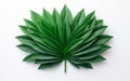 Top Down Pineapple Leaf on White Background -Generative Ai