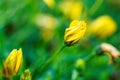 A top down portrait of a completely closed yellow spannish daisy flower. With a nice and blurry background with other flowers of