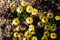 A top down portrait of a lot of yellow spannish daisy flowers standing in a garden with chop wood or mulch around them against