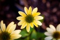 A top down portrait of a mellow yellow flower or scientifically known as the echinacea purpurea.mul