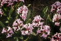 Top down shot of blooming pink hyacinths in bulb field in the Netherlands Royalty Free Stock Photo