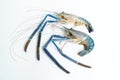 Top-down a two Prawn or tiger shrimp isolated on white background, River shrimp or prawn raw on white background Royalty Free Stock Photo