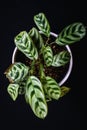 Fishbone prayer plant Ctenanthe burle-marxii Amabilis on black background.