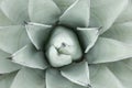 Top Down View Of Agave Plant