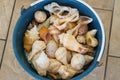 Top-down view of a blue bucket of seashells in Celestun, Mexico Royalty Free Stock Photo