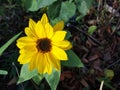 Top down view of a bright yellow, dwarf sunflower. Royalty Free Stock Photo