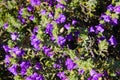 Top down view of a bush with tiny purple flowers and lush green leaves Royalty Free Stock Photo