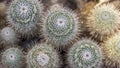 Top down view of cactus plants in a green house Royalty Free Stock Photo
