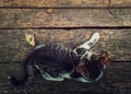 Top-down view of a cat lying on a rustic wooden table surrounded by fallen dry leaves. Autumn season background with kitten on old Royalty Free Stock Photo