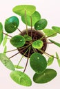Chinese money plant pilea peperomioides.