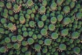 Top-down view on mammillaria cactus. Abstract botanic background.