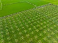 Top view of dragon fruit field Royalty Free Stock Photo