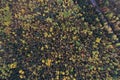 Top down view of a forest in autumn colors