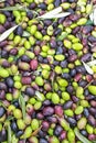 Top down view of freshly picked organic green olives with leaves, lots of green and ripe olives for background