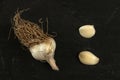 Top down view, garlic bulb with brown roots and two peeled cloves on dark board