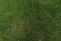 A top-down view of generic green plants, weeds and grasses