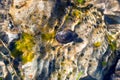 Top-down view of a Great Pond Snail Lymnaea Stagnalis crawling on a Submerged Stone on a Summer Day Royalty Free Stock Photo