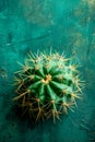Top Down View of a Green Cactus Plant with Sharp Yellow Spines on a Rustic Teal Background Nature, Botany, Desert Plant, Succulent
