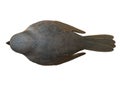 Top down view of a grey colored bird against a white backdrop