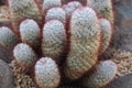 Top Down View of a Group of Finger Cacti, Mammillaria Longimamma