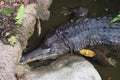 Top down view of a large black crocodile resting on some rocks Royalty Free Stock Photo