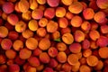 Top down view, large group of apricots, with one small green leaf in middle, view from above Royalty Free Stock Photo