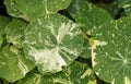 Large leaves of green succulent plant in the garden Royalty Free Stock Photo