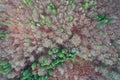 Top down view of late autumn mixed forest in northern Slovakia uplands, central Europe, located under High Tatra mountains. Royalty Free Stock Photo