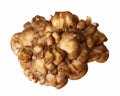 Top Down View Of A Maitake Mushroom Royalty Free Stock Photo