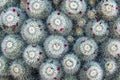 Abstract mammillaria cactus background.