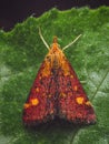 A top down view of a Mint Moth Royalty Free Stock Photo