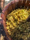 A top down view of an old fashioned wooden barrel shaped grape press full of grapes