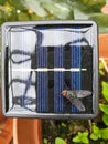 Top down view om little solar panel with big fly, close up Royalty Free Stock Photo