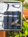 Top down view om little solar panel with big fly, close up Royalty Free Stock Photo