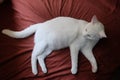 Top down of one pure white cat in red bed sheet Royalty Free Stock Photo