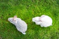 Top down view pair of cute adorable fluffy rabbit grazing on green grass lawn at backyard. Small sweet bunny walking by Royalty Free Stock Photo