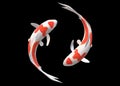 Top down view of a pair of white Koi Carp fishes with red patches swimming circling around each other