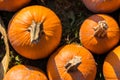 Top down view pumpkins, varied shapes Royalty Free Stock Photo