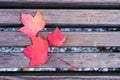 Top-down view of red maple leaves on wooden background. Royalty Free Stock Photo