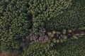 Top down view of second and third growth Douglas Fir forest in Oregon