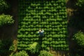 A top-down view showcases a man working in a large garden filled with vibrant vegetables and fruits. His diligent