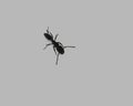 Top-down view of a single black ant against a smooth, uniform light gray background. Royalty Free Stock Photo