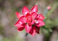 Top down view of a single Indian paintbrush